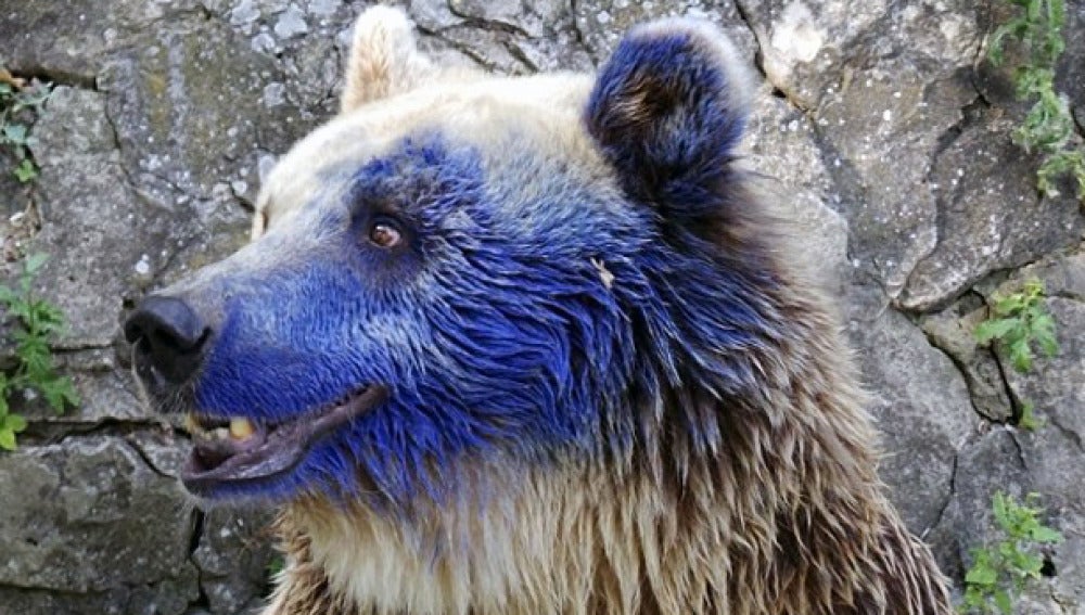 El oso Svoboda tras la agresión