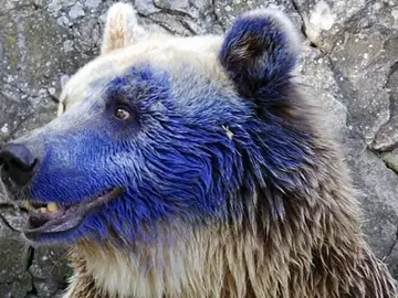 El oso Svoboda tras la agresión El oso Svoboda tras la agresión