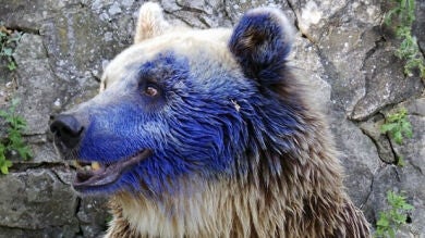 Un oso de un zoo búlgaro podría quedarse ciego después de que un visitante le lance pintura al hocico