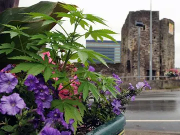 Plantas de marihuana en los maceteros de Newport Plantas de marihuana en los maceteros de Newport