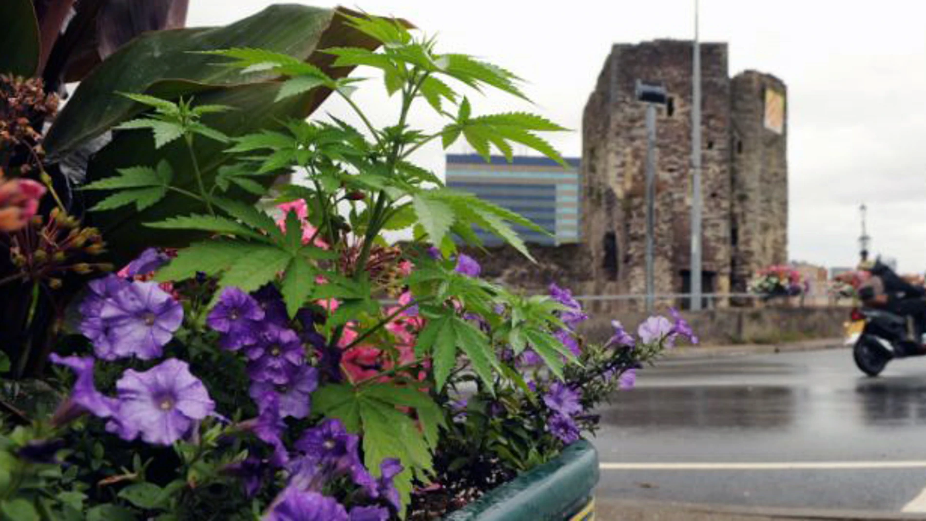 Plantas de marihuana en los maceteros de Newport Plantas de marihuana en los maceteros de Newport