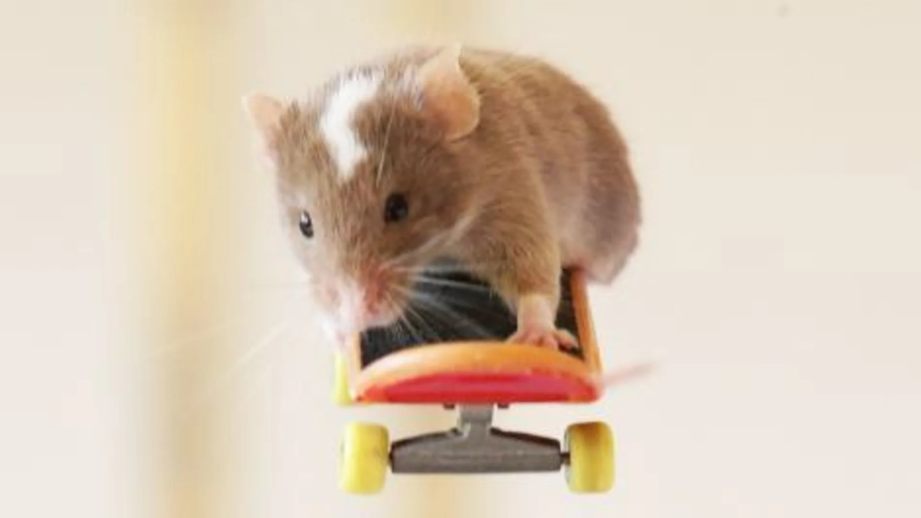 El ratón Pedro vuela en su monopatín