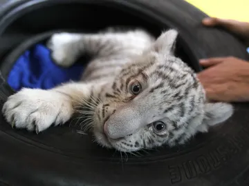 Nace en Perú el primer tigre blanco en cautiverio Nace en Perú el primer tigre blanco en cautiverio