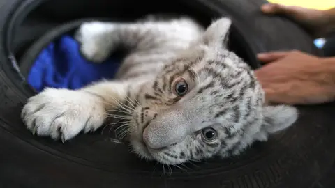 Nace en Perú el primer tigre blanco en cautiverio Nace en Perú el primer tigre blanco en cautiverio