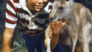 Un niño es rescatado cuando se perdió en la selva australiana por Skippy, un canguro
