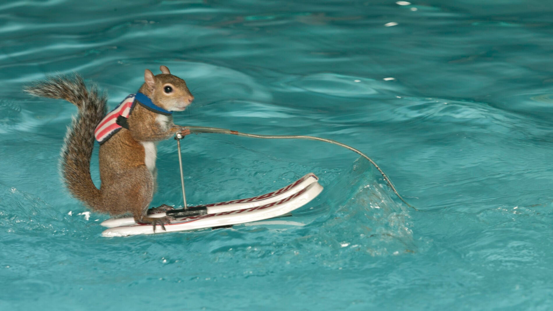 La ardilla que hace esquí acuático
