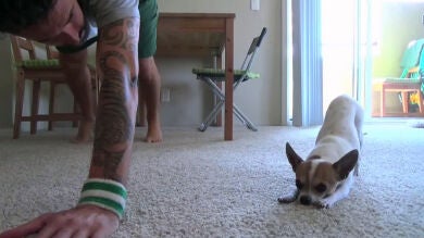 Pancino, el chihuahua que hace yoga con su dueño