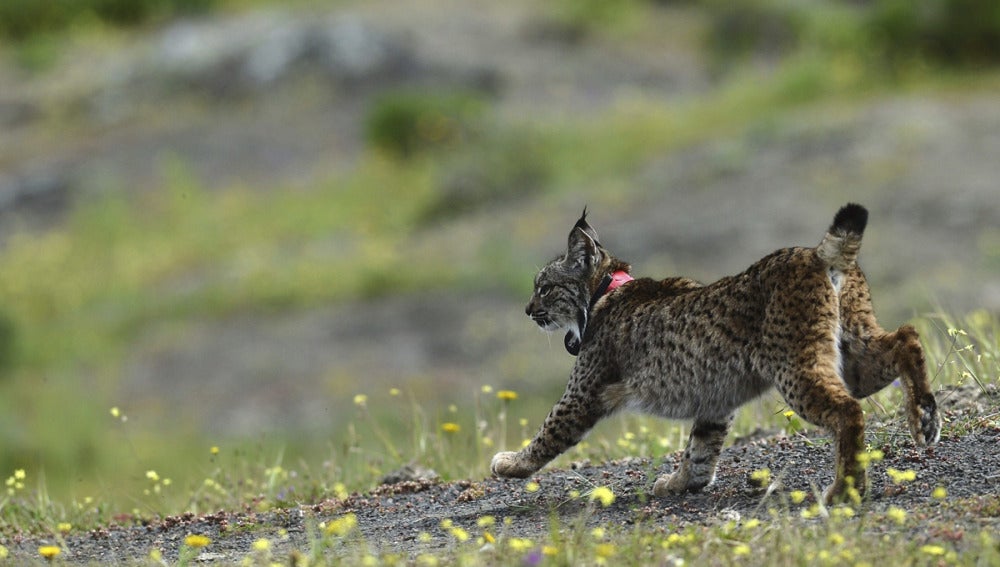 Ejemplar de lince ibérico