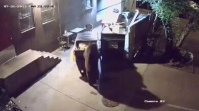Un oso hambriento se va de buffet libre a un restaurante alemán