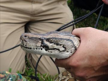 Una serpiente pitón