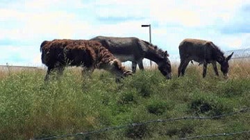 Animales limpiarán el terreno agreste del aeropuerto