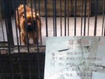 Uno de los mastines tibetanos catalogado como león por el zoo chino