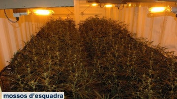 Plantas de marihuana incautadas