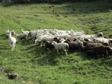 Una llama cuida el rebaño de ovejas