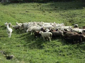 Una llama cuida el rebaño de ovejas Una llama cuida el rebaño de ovejas
