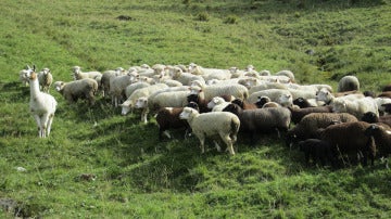 Una llama cuida el rebaño de ovejas