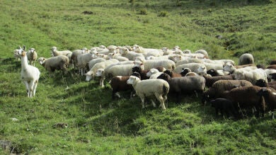 La llama se convierte en el nuevo pastor de los rebaños de ovejas suizos