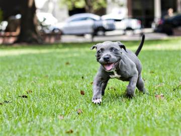 Harper, el cachorro pit bull que superó a la muerte