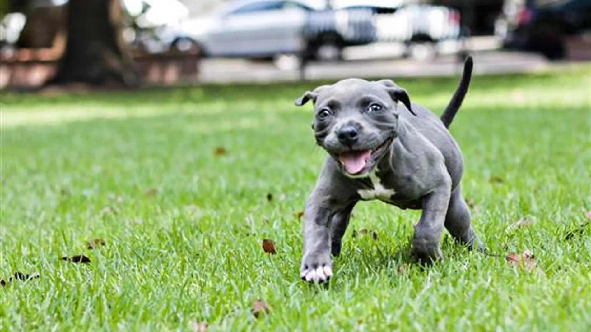 Harper, el cachorro pit bull que superó a la muerte Harper, el cachorro pit bull que superó a la muerte