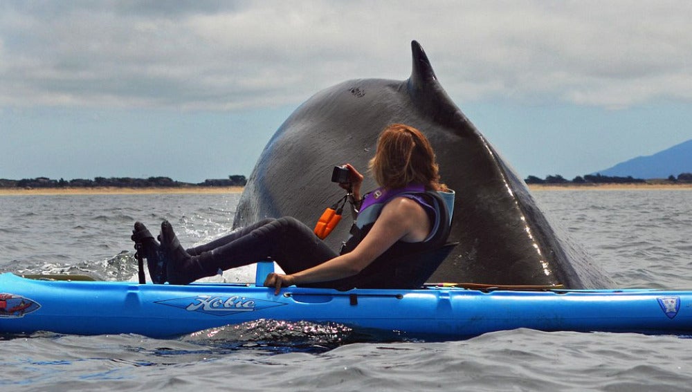 Ballena gigante