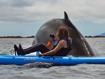 Ballena gigante Ballena gigante