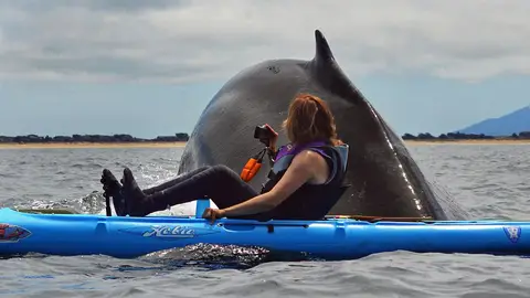 Ballena gigante Ballena gigante