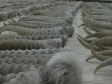 Parte del arsenal de cuernos de antílope Parte del arsenal de cuernos de antílope