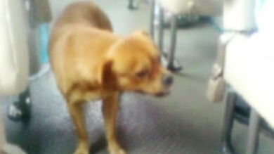 Un perro busca a diario a su dueño en una parada de autobús en China