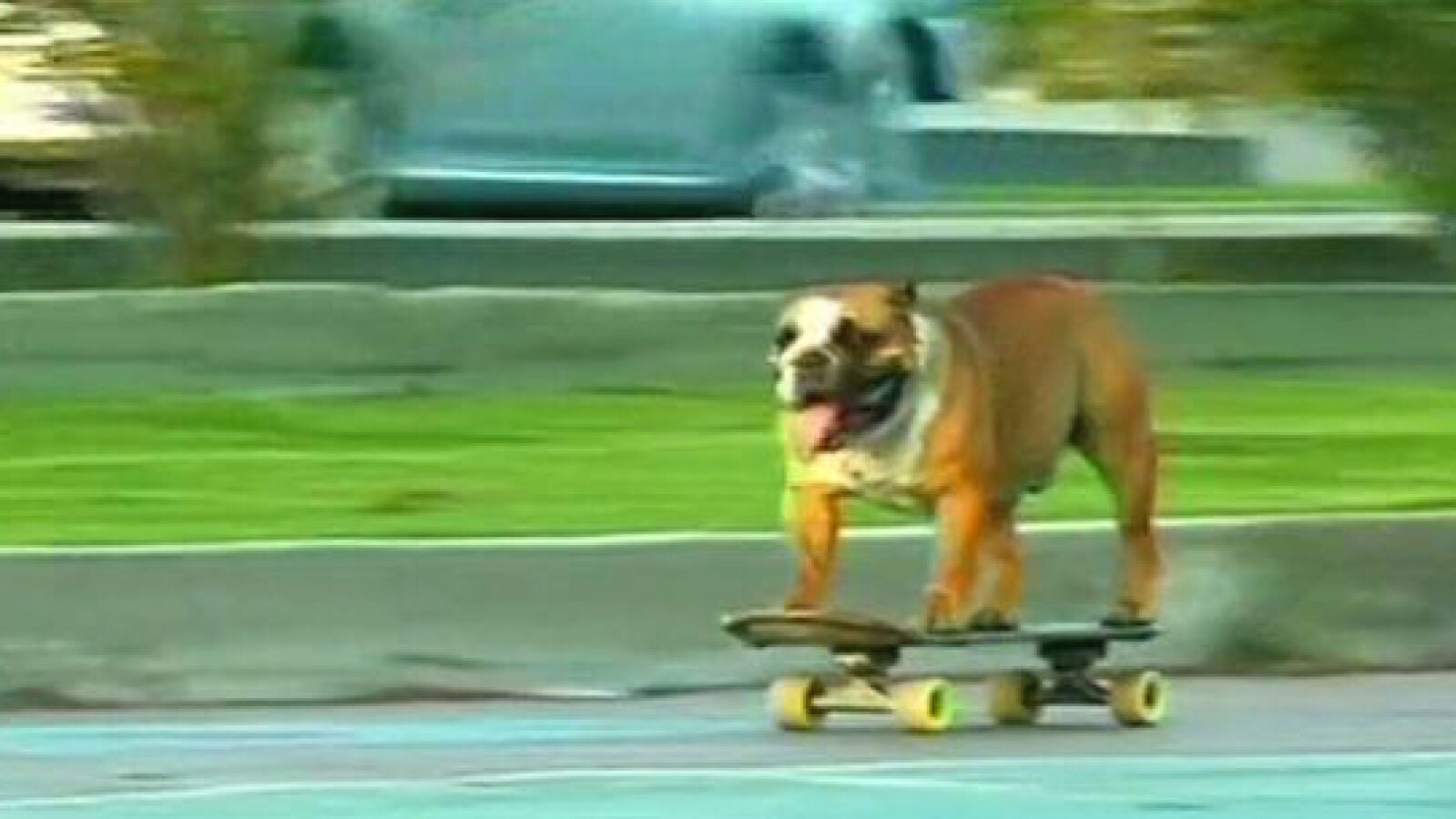 Un bulldog demuestra su habilidad sobre el monopatín en Perú