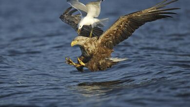 Una valiente gaviota se atreve a atacar a un águila para impedir que consiga su comida