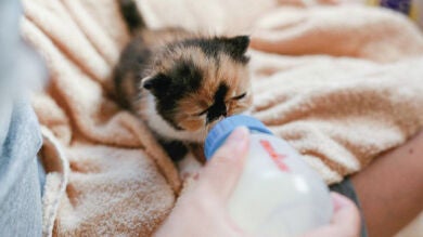 Memebon, el animal que crea furor en Japón, es nombrada 'la gatita más linda del mundo'
