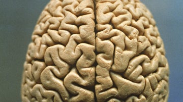 Pon a prueba tu cerebro