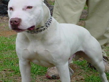 Pit bull