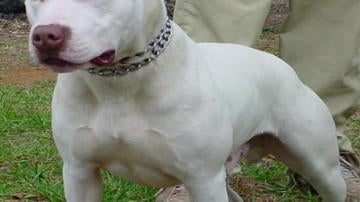 Pit bull