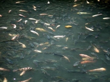 Peces en el New World de Bangkok