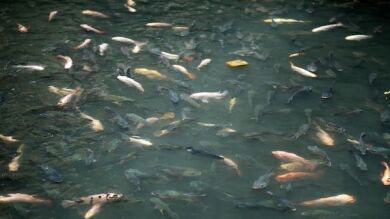 Miles de peces convierten un edificio abandonado en lugar sagrado en Bangkok