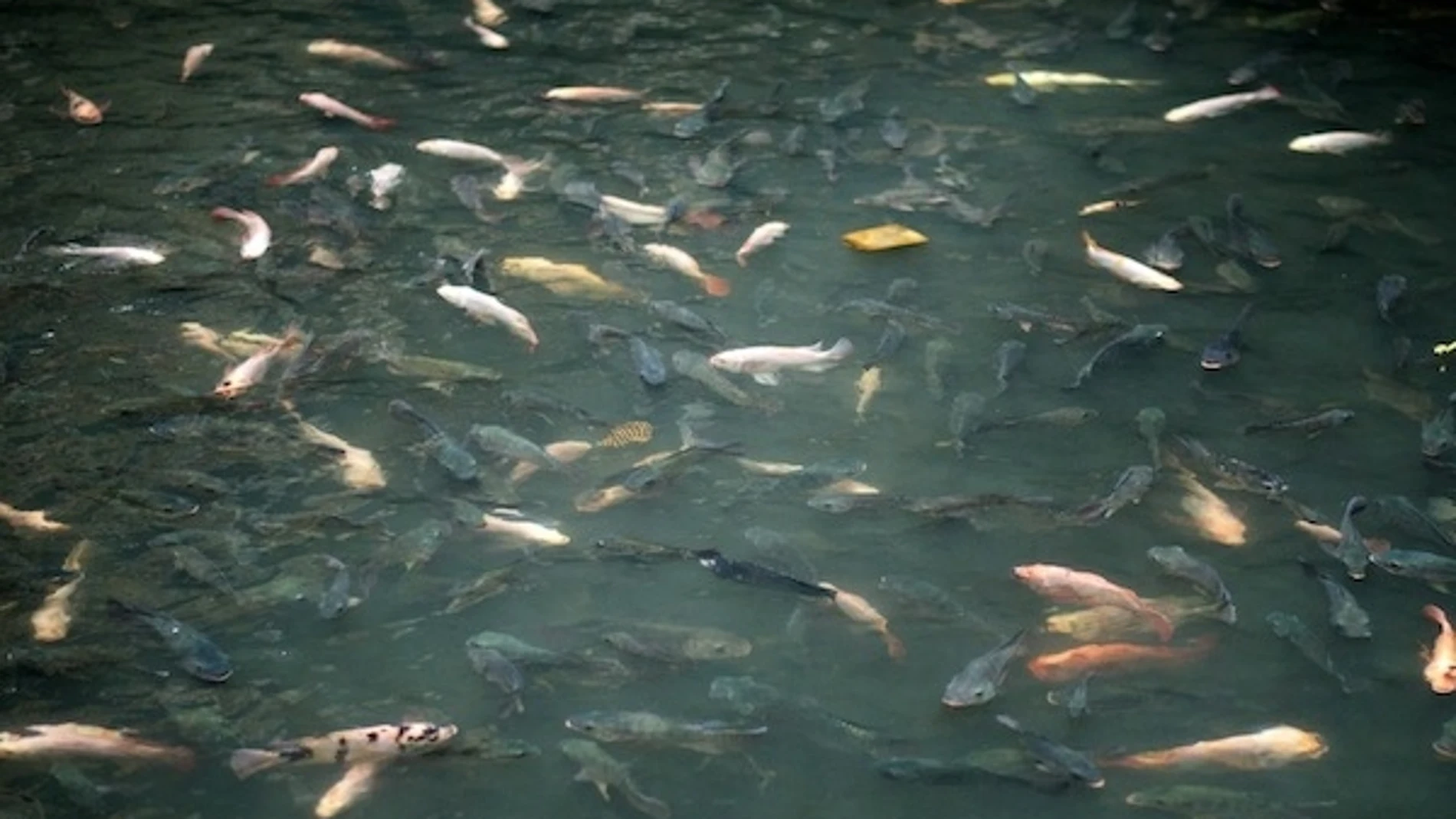 Peces en el New World de Bangkok Peces en el New World de Bangkok