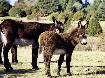Burro Burro