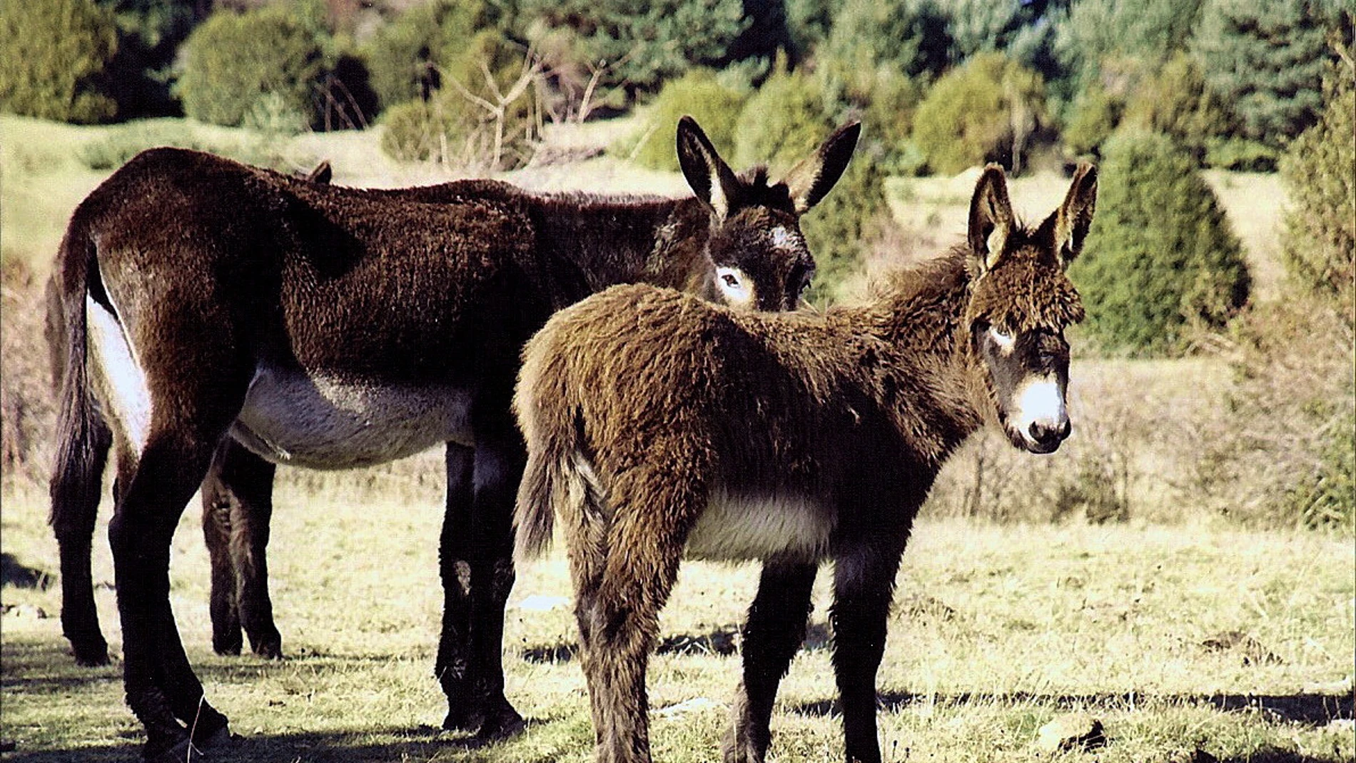 Burro Burro