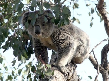 Koala de mudanza (03-10-2013)