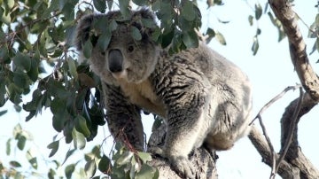 Koala de mudanza (03-10-2013)