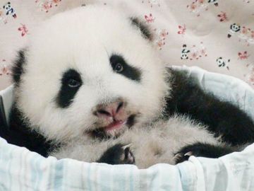 Yuan Zai, un cachorro de panda gigante que triunfa en el zoo de Taipei