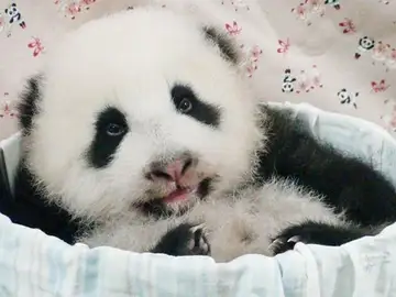 Yuan Zai, un cachorro de panda gigante que triunfa en el zoo de Taipei Yuan Zai, un cachorro de panda gigante que triunfa en el zoo de Taipei