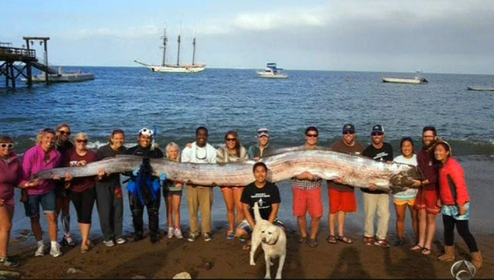 Encuentran En California Una Anguila Gigante Mide 5 Metros Y Medio