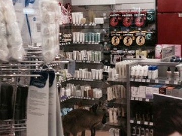 Un canguro se cuela en el aeropuerto de Melbourne Un canguro se cuela en el aeropuerto de Melbourne