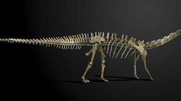 Imagen de 'Misty', el esqueleto de dinosaurio que saldrá a subasta