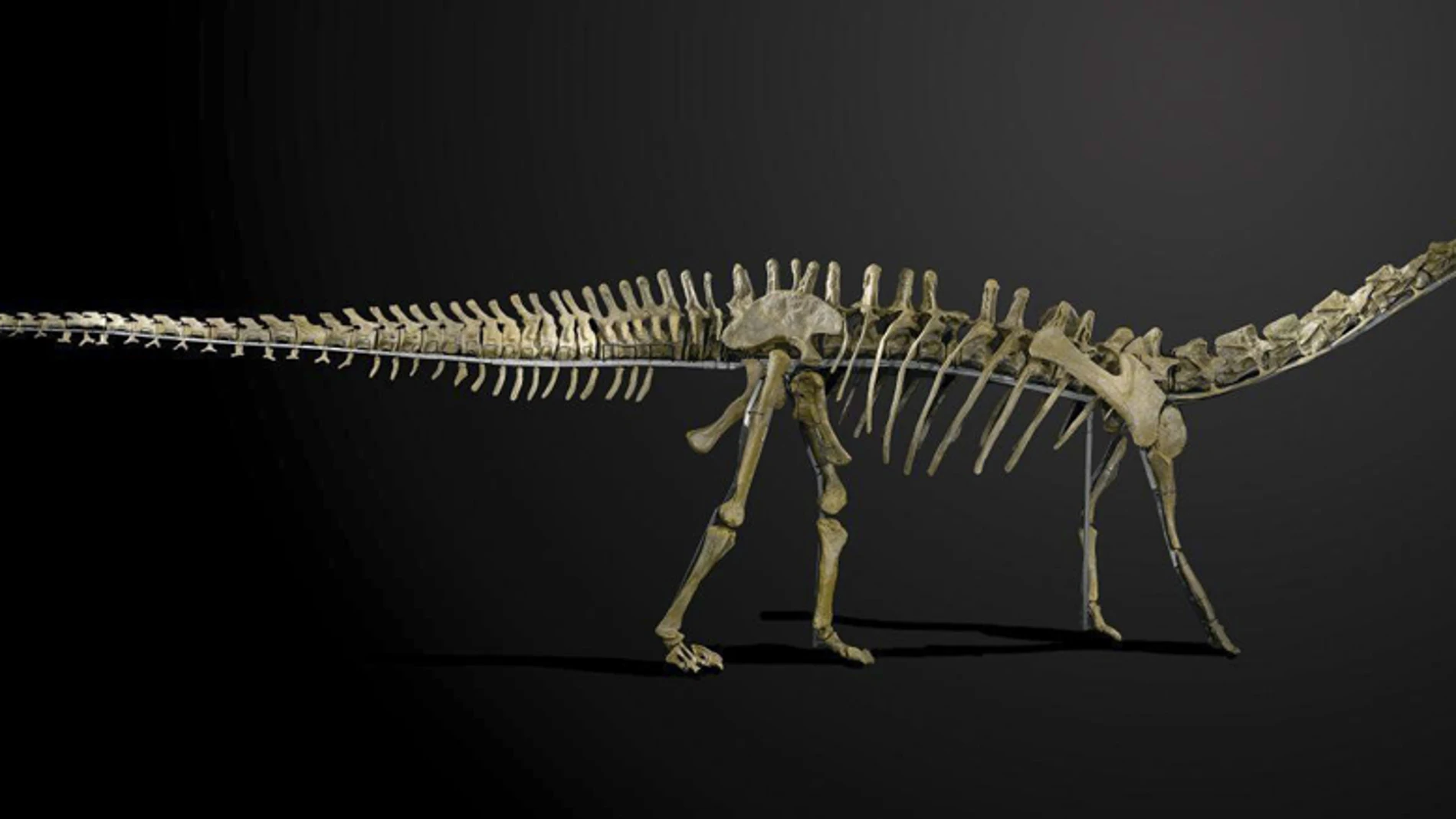 Imagen de 'Misty', el esqueleto de dinosaurio que saldrá a subasta Imagen de 'Misty', el esqueleto de dinosaurio que saldrá a subasta