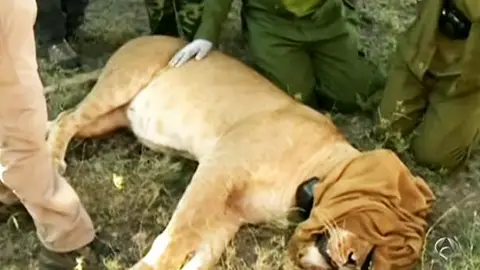 Leones en Kenia Leones en Kenia