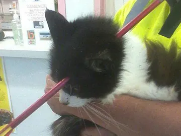 El gato llamado Moo Moo sobrevive después de que una flecha le atravesara la cabeza El gato llamado Moo Moo sobrevive después de que una flecha le atravesara la cabeza