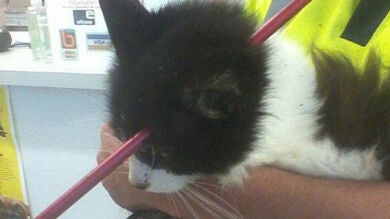 Un gato llamado Moo Moo sobrevive después de que una flecha le atravesara la cabeza
